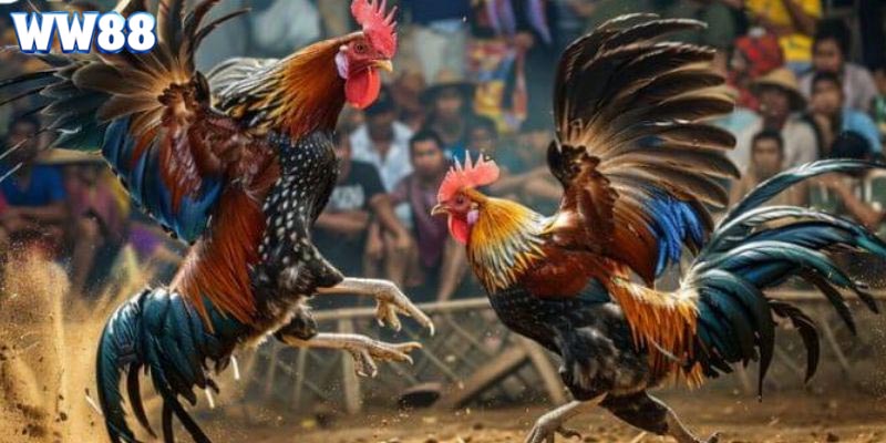 Danh sách giống gà chọi được yêu thích